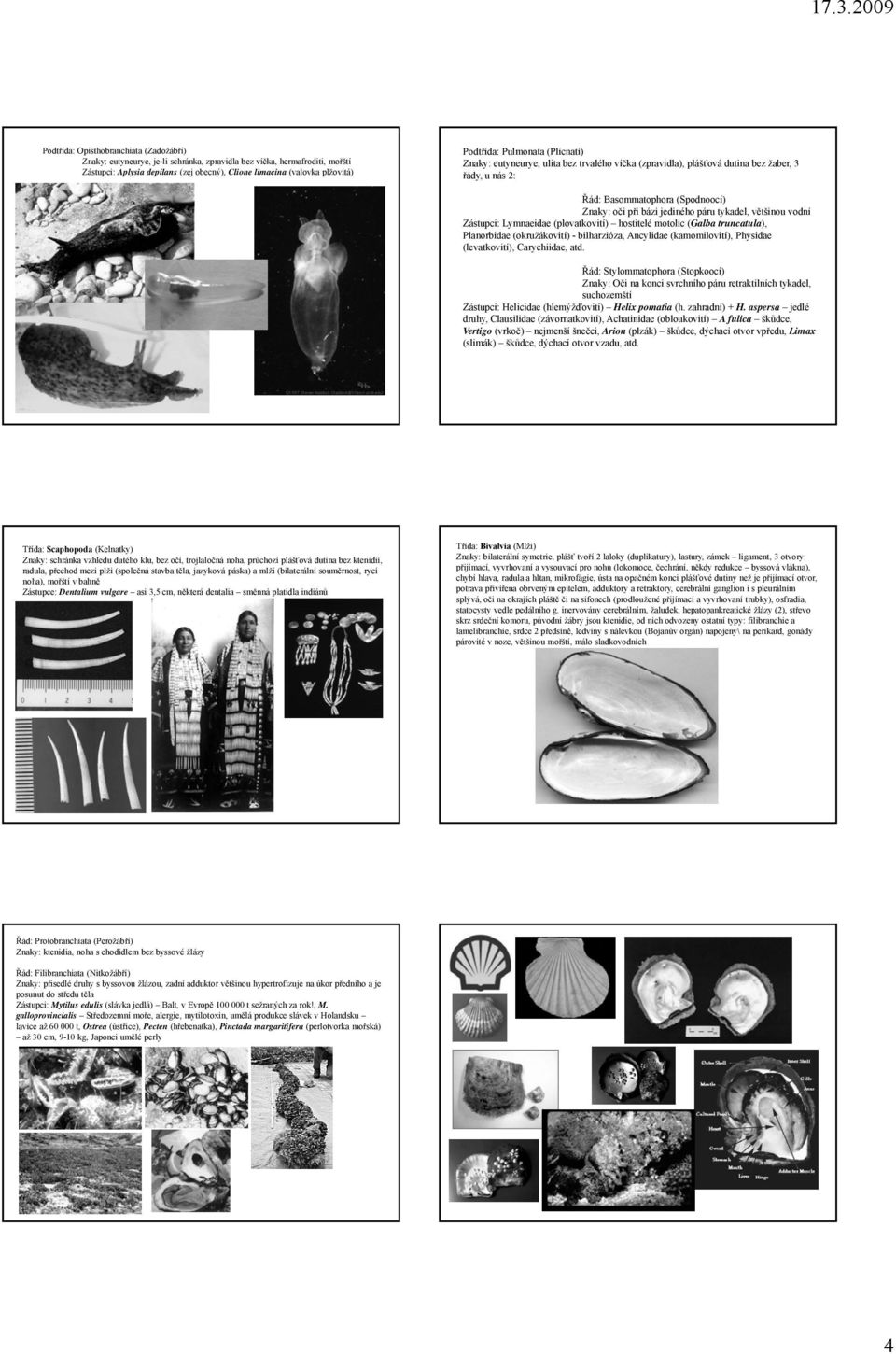 tykadel, většinou vodní Zástupci: Lymnaeidae (plovatkovití) hostitelé motolic (Galba truncatula), Planorbidae (okružákovití) - bilharzióza, Ancylidae (kamomilovití), Physidae (levatkovití),