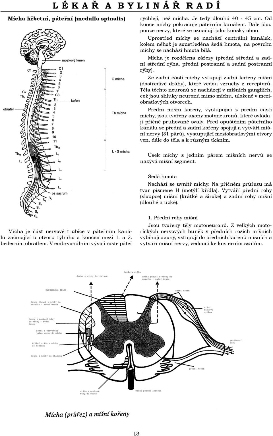 Mícha je rozdělena zářezy (přední střední a zadní střední rýha, přední postranní a zadní postranní rýhy).