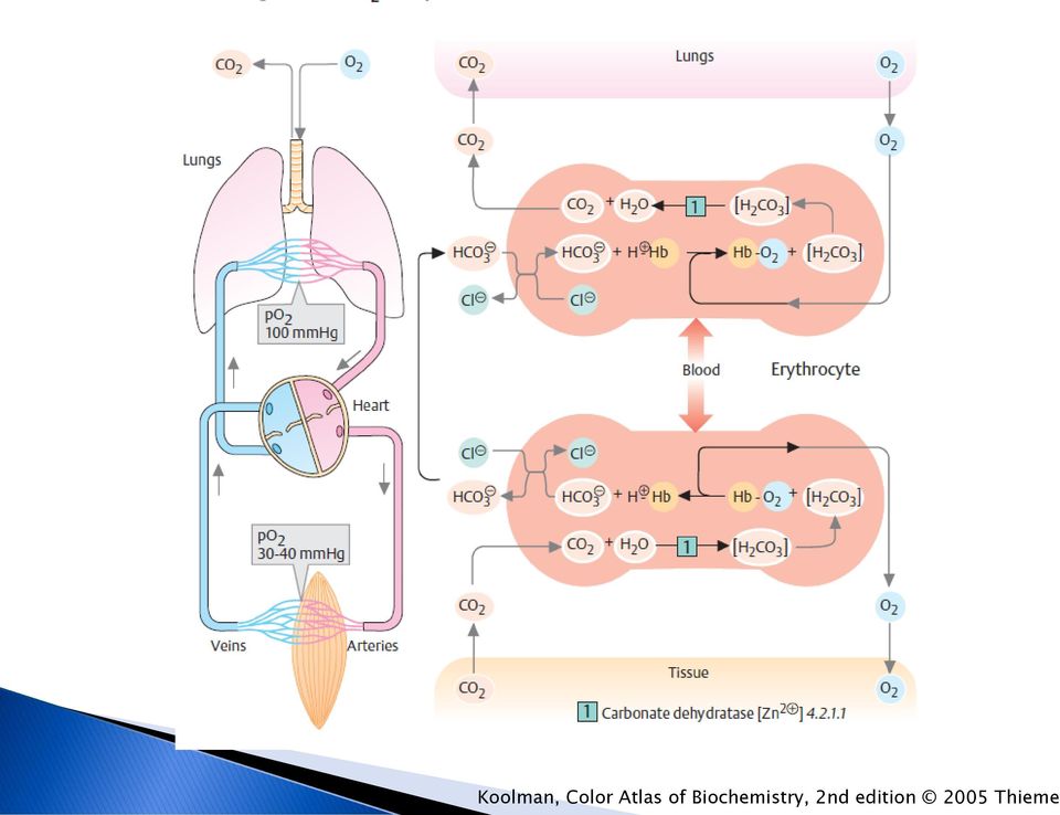 Biochemistry,