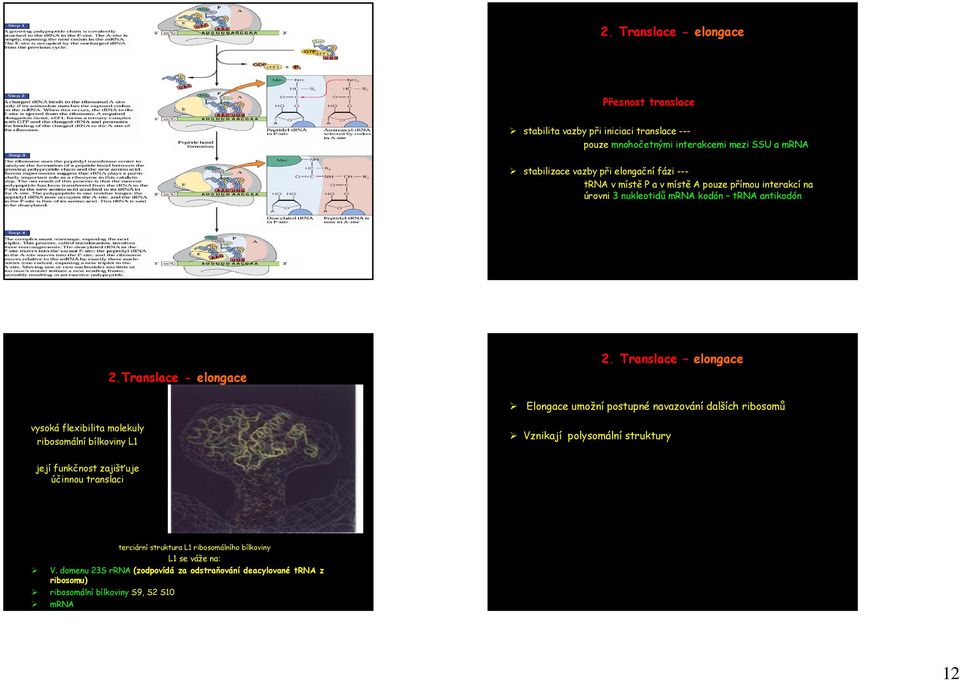 Translace elongace Elongace umožní postupné navazování dalších ribosomů vysoká flexibilita molekuly ribosomální bílkoviny L1 Vznikají polysomální struktury její