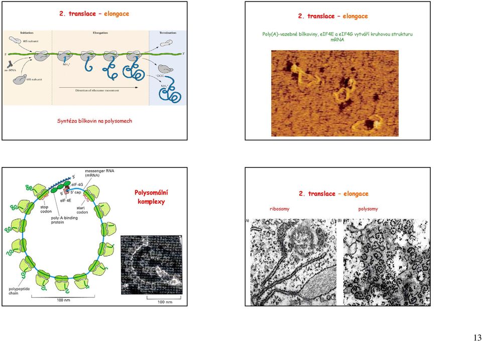 mrna Syntéza bílkovin na polysomech