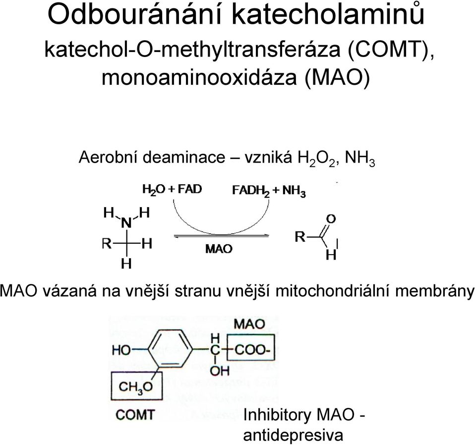 (MAO) Aerobní deaminace vzniká H 2 O 2, NH 3 MAO