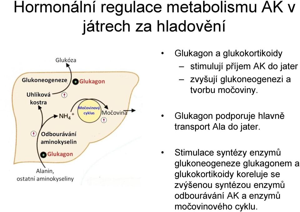 Glukagon podporuje hlavně transport Ala do jater.