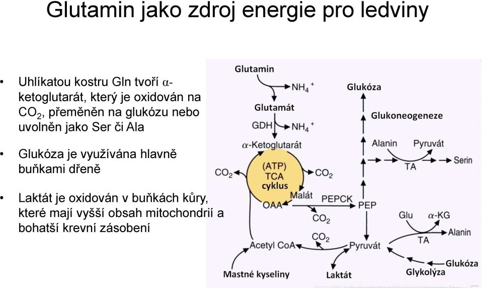 jako Ser či Ala Glukóza je využívána hlavně buňkami dřeně Laktát je