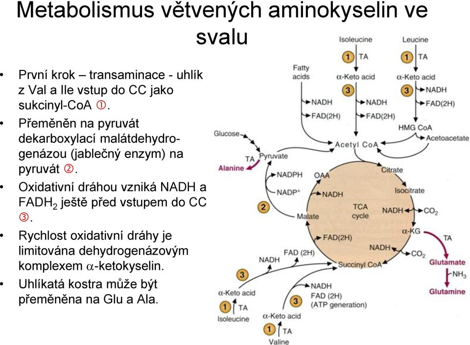 Přeměněn na pyruvát dekarboxylací malátdehydrogenázou (jablečný enzym) na pyruvát.