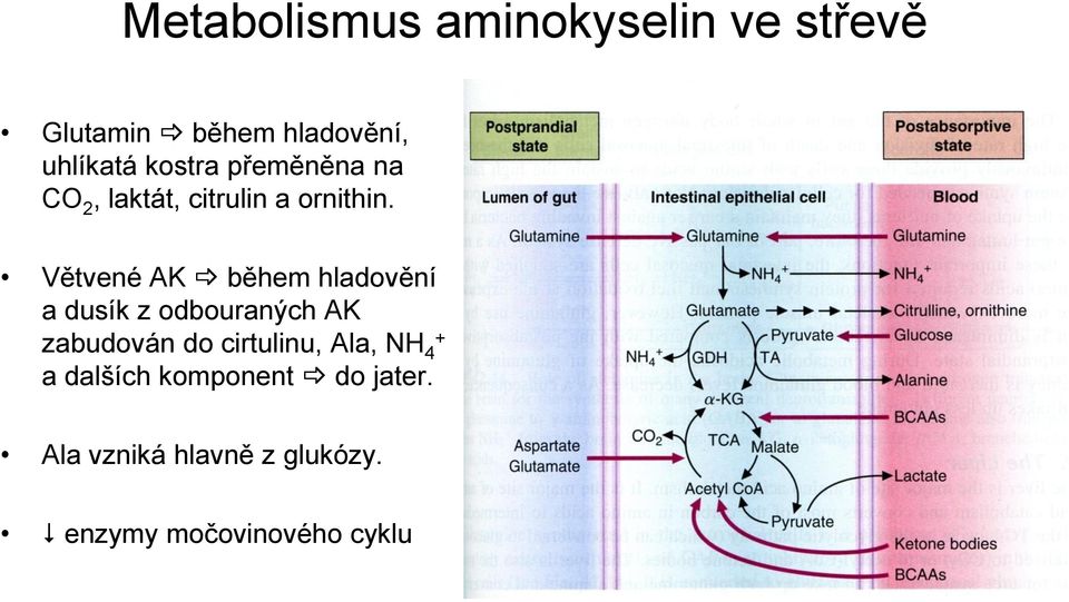 Větvené AK během hladovění a dusík z odbouraných AK zabudován do