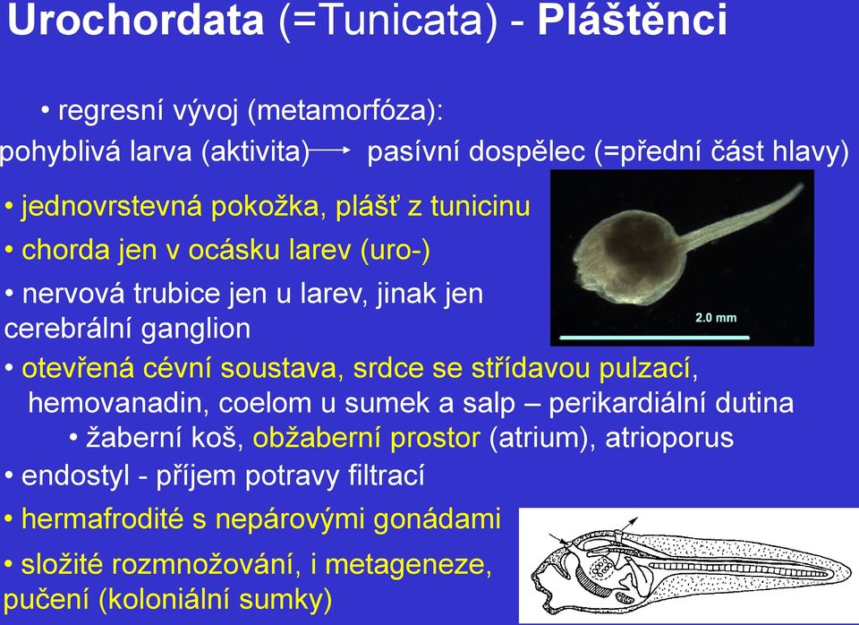 otevřená cévní soustava, srdce se střídavou pulzací, hemovanadin, coelom u sumek a salp perikardiální dutina žaberní koš, obžaberní