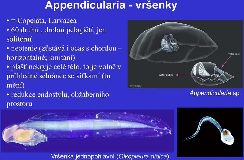 celé tělo, to je volně v průhledné schránce se síťkami (tu mění) redukce