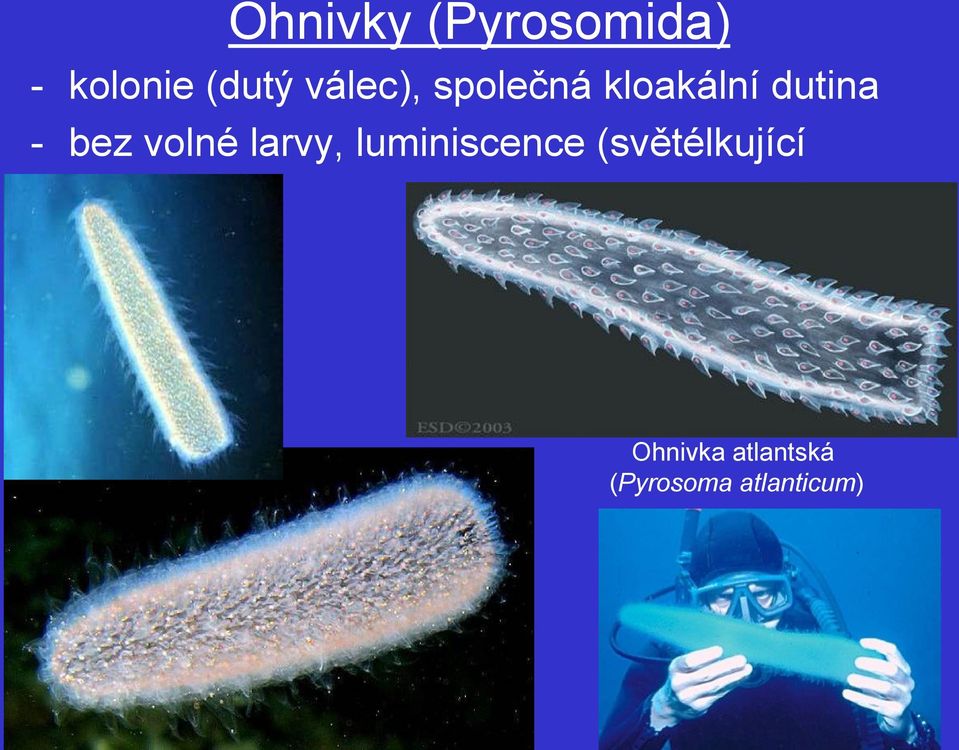 volné larvy, luminiscence (světélkující