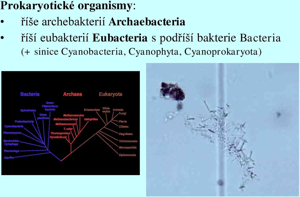 eubakterií Eubacteria s podříší bakterie