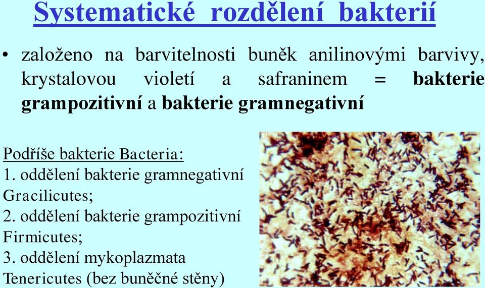 Podříše bakterie Bacteria: 1. oddělení bakterie gramnegativní Gracilicutes 2.