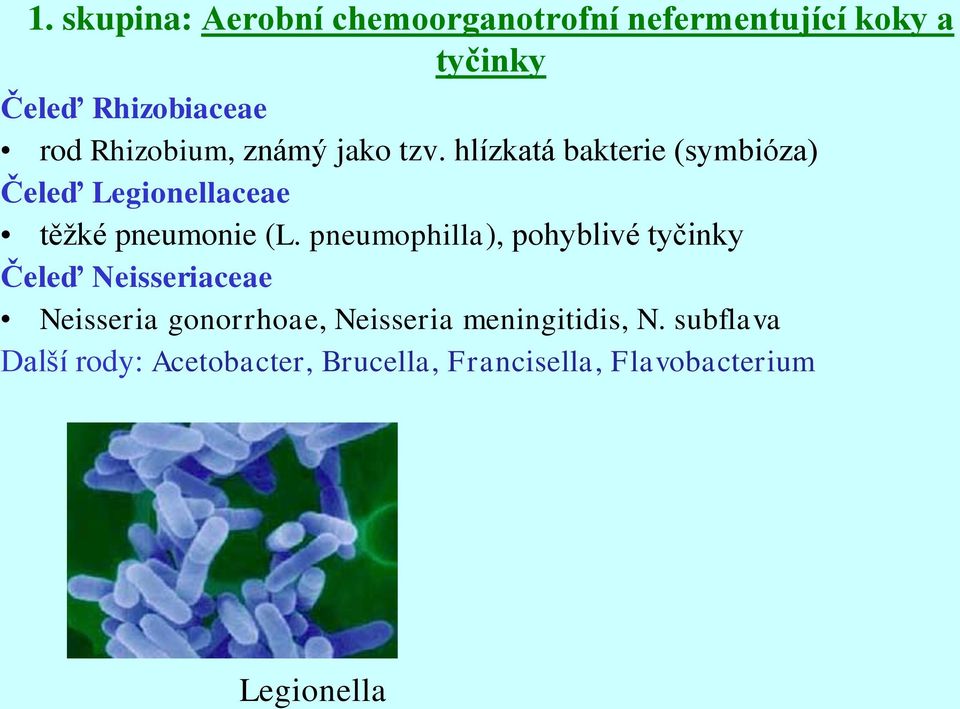 hlízkatá bakterie (symbióza) Čeleď Legionellaceae těžké pneumonie (L.