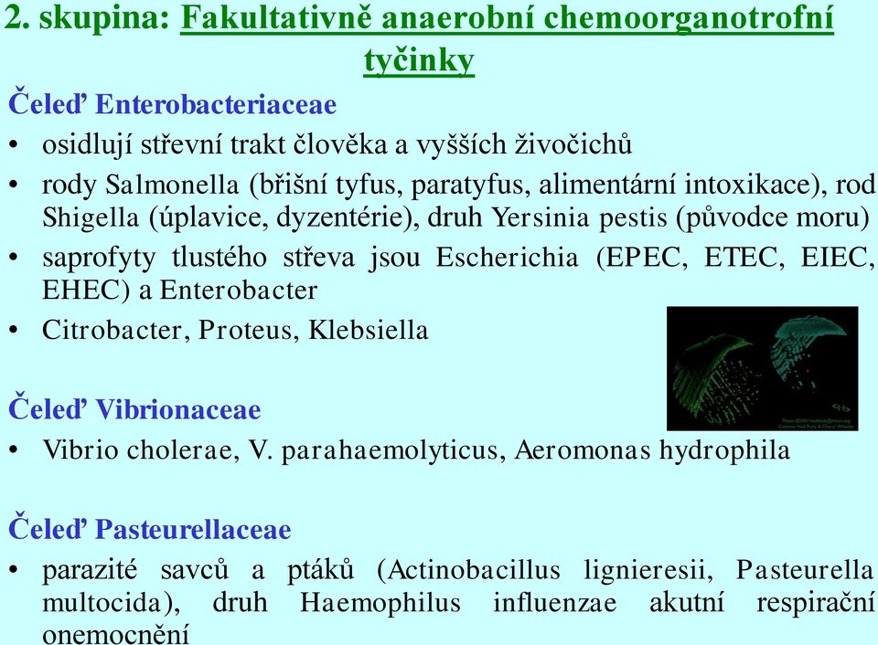 Escherichia (EPEC, ETEC, EIEC, EHEC) a Enterobacter Citrobacter, Proteus, Klebsiella Čeleď Vibrionaceae Vibrio cholerae, V.