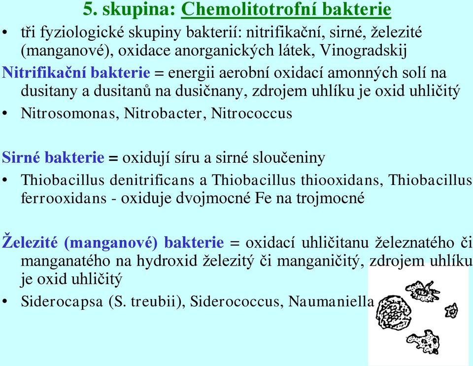 = oxidují síru a sirné sloučeniny Thiobacillus denitrificans a Thiobacillus thiooxidans, Thiobacillus ferrooxidans - oxiduje dvojmocné Fe na trojmocné Železité (manganové)