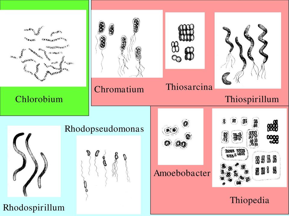 Rhodopseudomonas