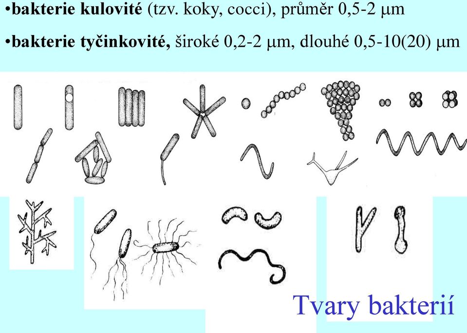 bakterie tyčinkovité, široké