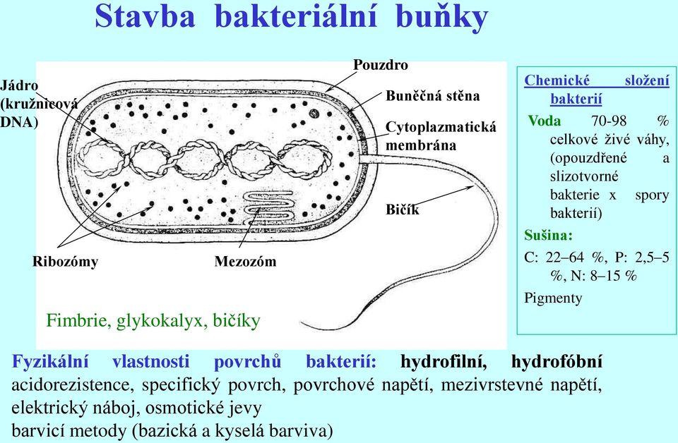 spory bakterií) Sušina: C: 22 64 %, P: 2,5 5 %, N: 8 15 % Pigmenty Fyzikální vlastnosti povrchů bakterií: hydrofilní, hydrofóbní