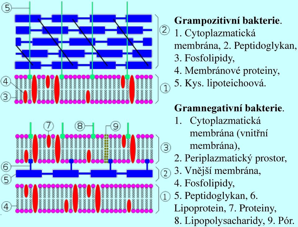 Cytoplazmatická membrána (vnitřní membrána), 2. Periplazmatický prostor, 3.