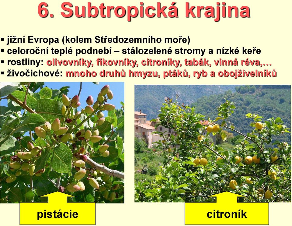 rostliny: olivovníky, fíkovníky, citroníky, tabák, vinná réva,