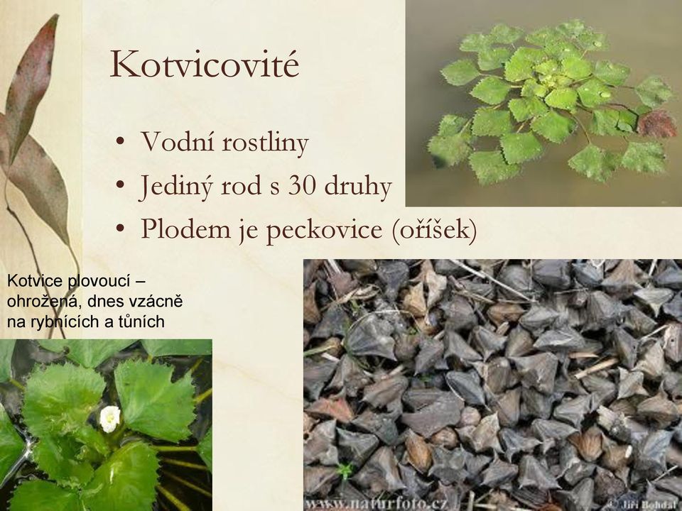 (oříšek) Kotvice plovoucí