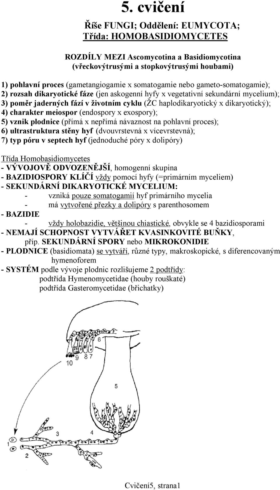 dikaryotický); 4) charakter meiospor (endospory x exospory); 5) vznik plodnice (přímá x nepřímá návaznost na pohlavní proces); 6) ultrastruktura stěny hyf (dvouvrstevná x vícevrstevná); 7) typ póru v