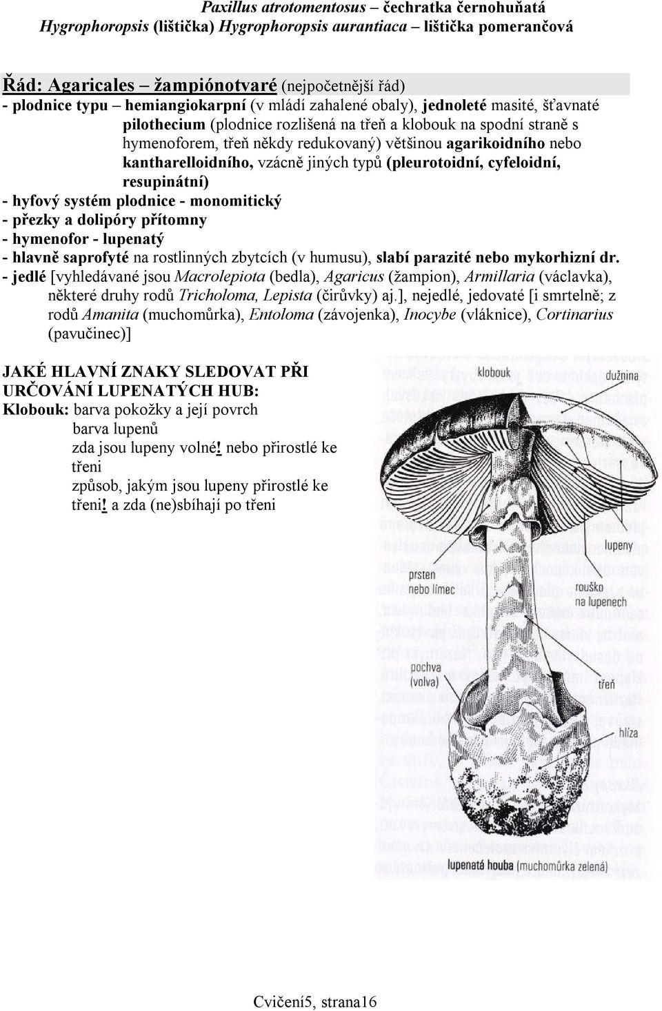 nebo kantharelloidního, vzácně jiných typů (pleurotoidní, cyfeloidní, resupinátní) - hyfový systém plodnice - monomitický - přezky a dolipóry přítomny - hymenofor - lupenatý - hlavně saprofyté na