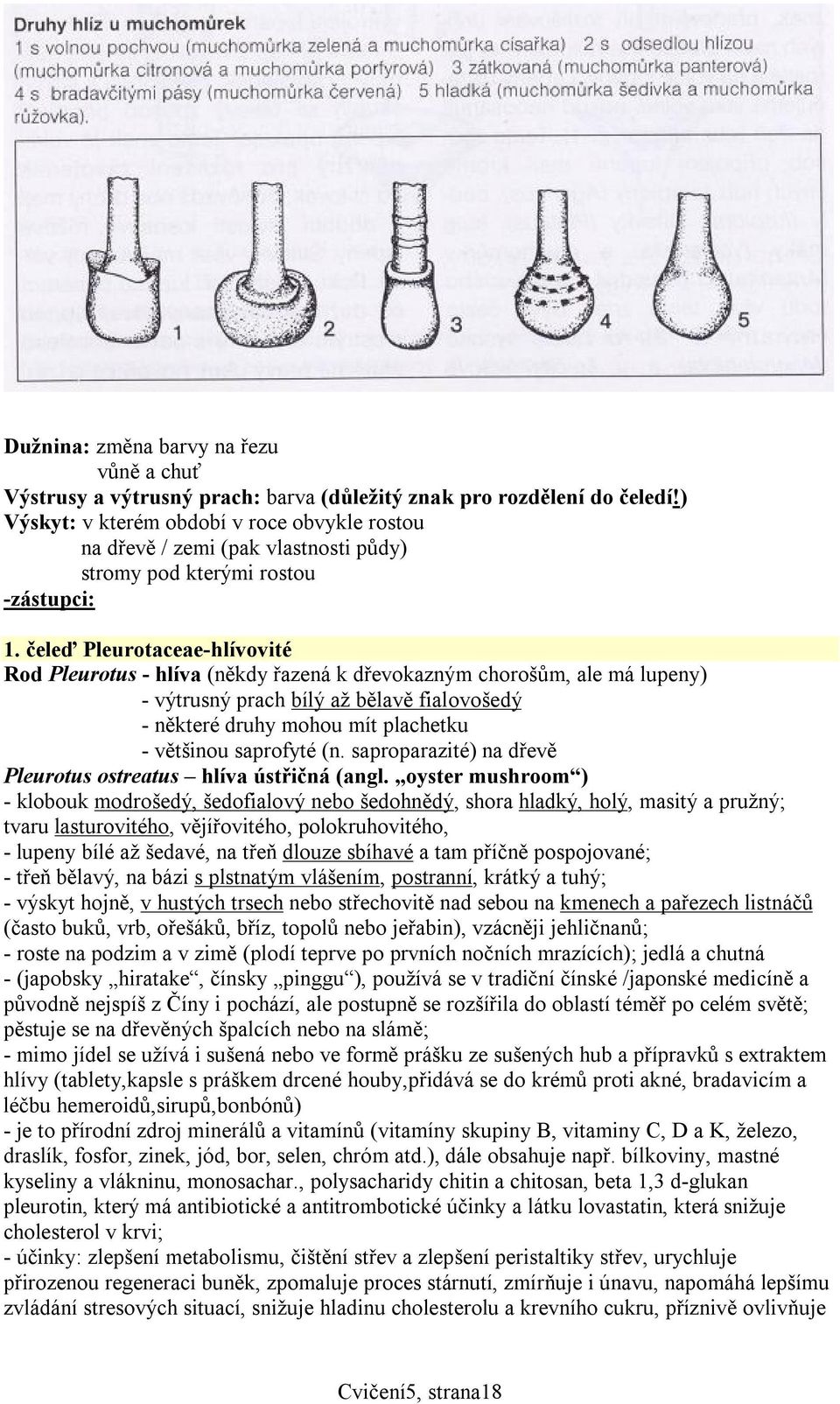 čeleď Pleurotaceae-hlívovité Rod Pleurotus - hlíva (někdy řazená k dřevokazným chorošům, ale má lupeny) - výtrusný prach bílý až bělavě fialovošedý - některé druhy mohou mít plachetku - většinou