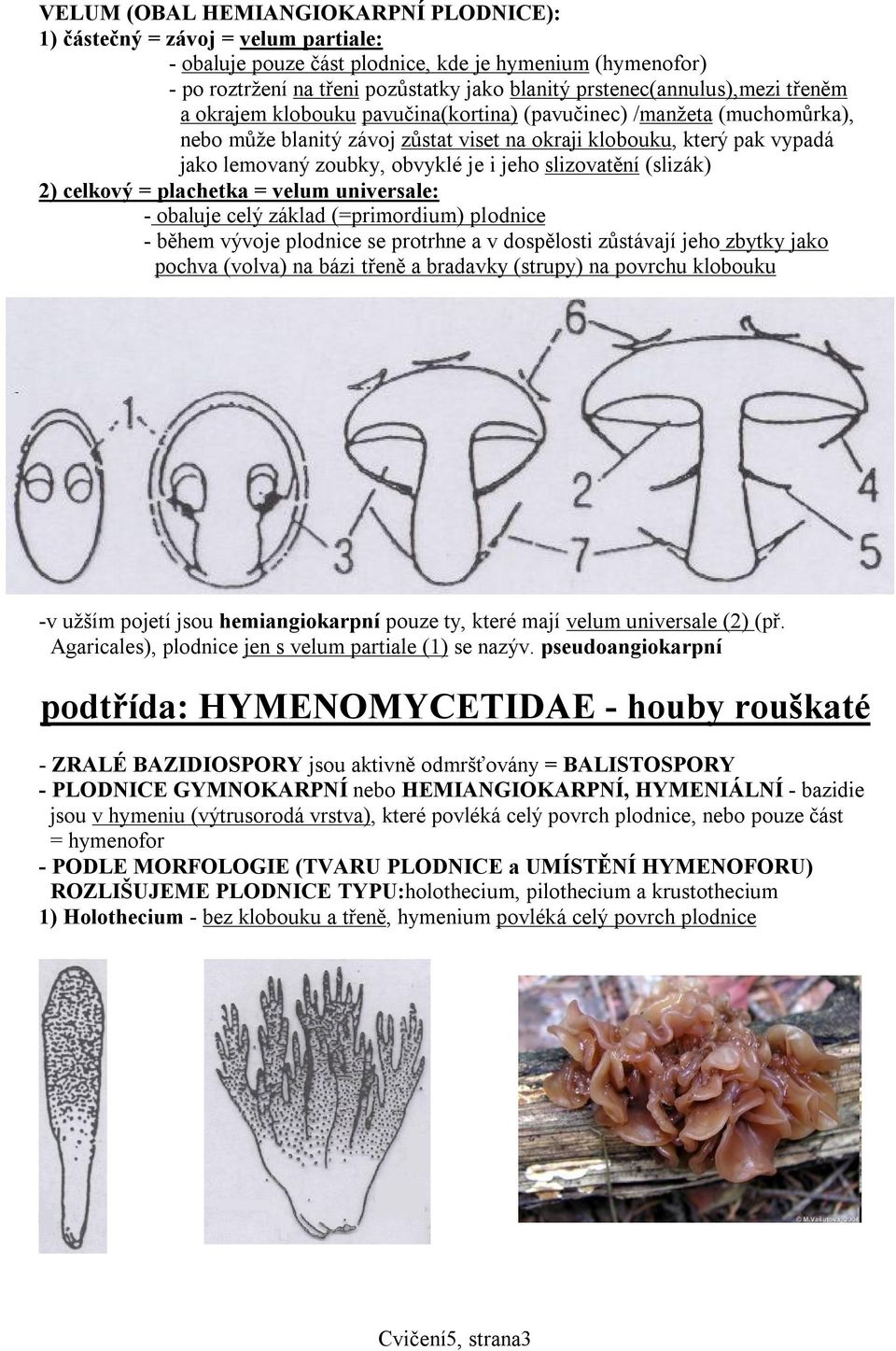 obvyklé je i jeho slizovatění (slizák) 2) celkový = plachetka = velum universale: - obaluje celý základ (=primordium) plodnice - během vývoje plodnice se protrhne a v dospělosti zůstávají jeho zbytky