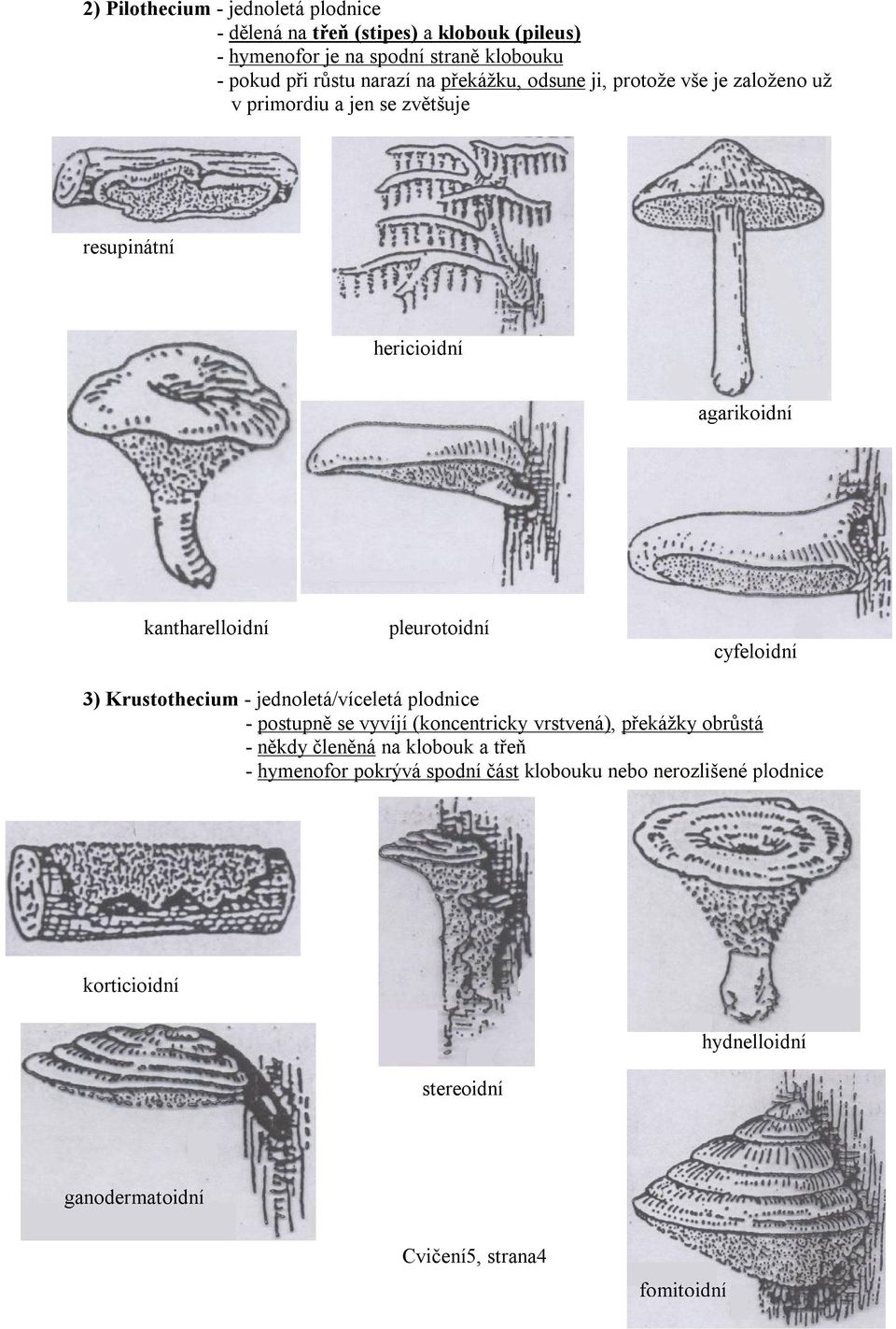 3) Krustothecium - jednoletá/víceletá plodnice - postupně se vyvíjí (koncentricky vrstvená), překážky obrůstá - někdy členěná na klobouk a třeň -