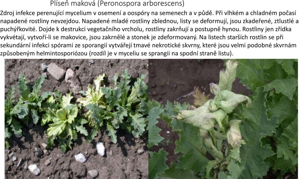 Dojde k destrukci vegetačního vrcholu, rostliny zakrňují a postupně hynou.