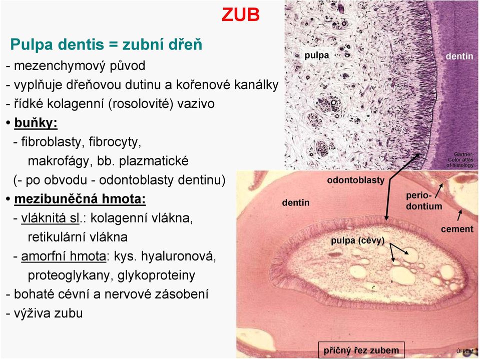 plazmatické (- po obvodu - odontoblasty u) mezibuněčná hmota: - vláknitá sl.