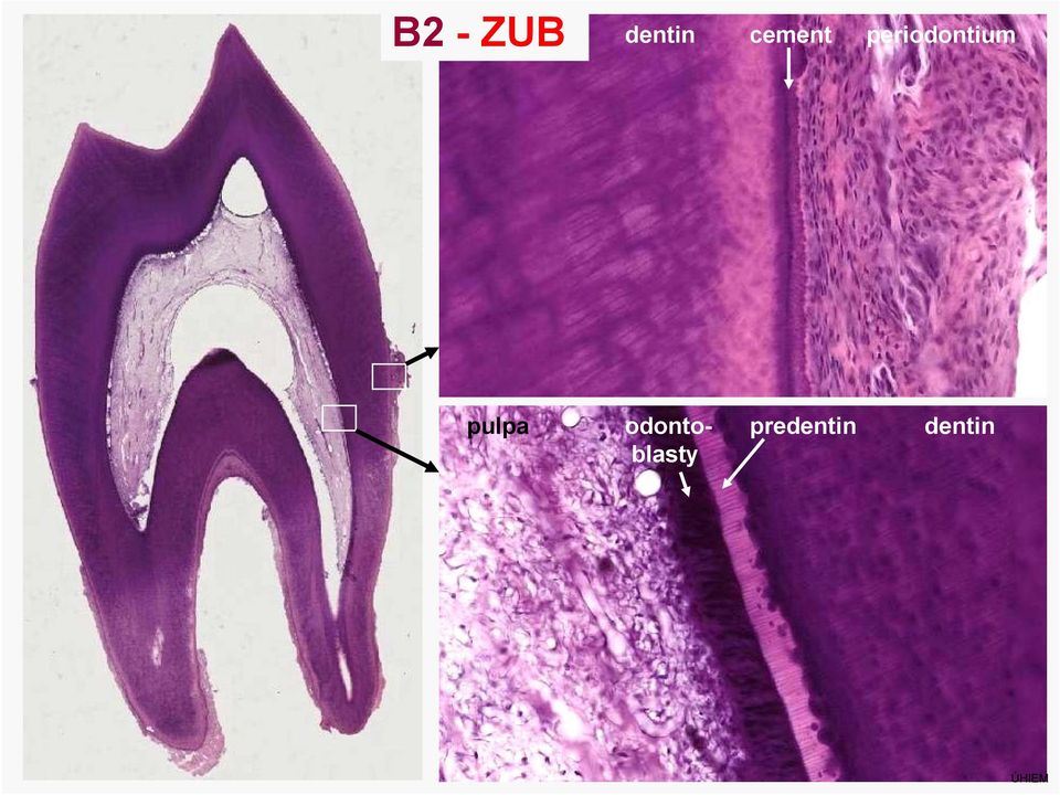 periodontium