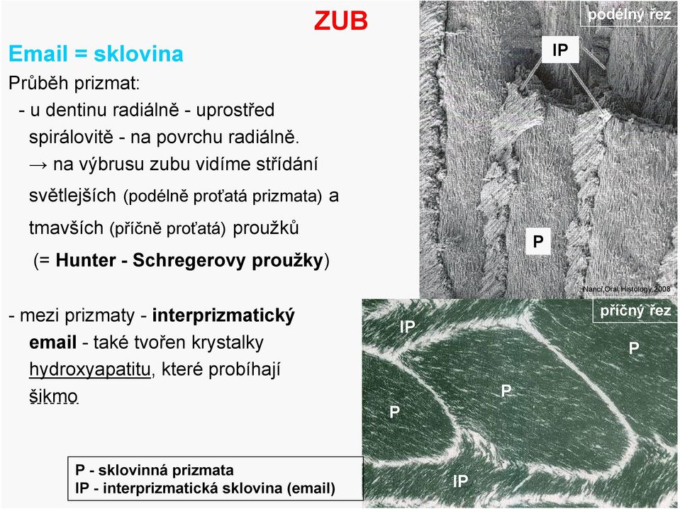 proťatá) proužků (= Hunter - Schregerovy proužky) P Nanci,Oral Histology,2008 - mezi prizmaty - interprizmatický