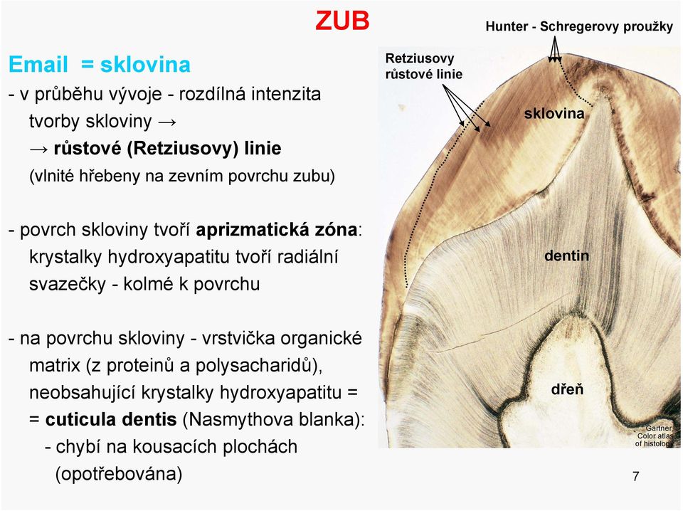 radiální svazečky - kolmé k povrchu - na povrchu skloviny - vrstvička organické matrix (z proteinů a polysacharidů), neobsahující krystalky