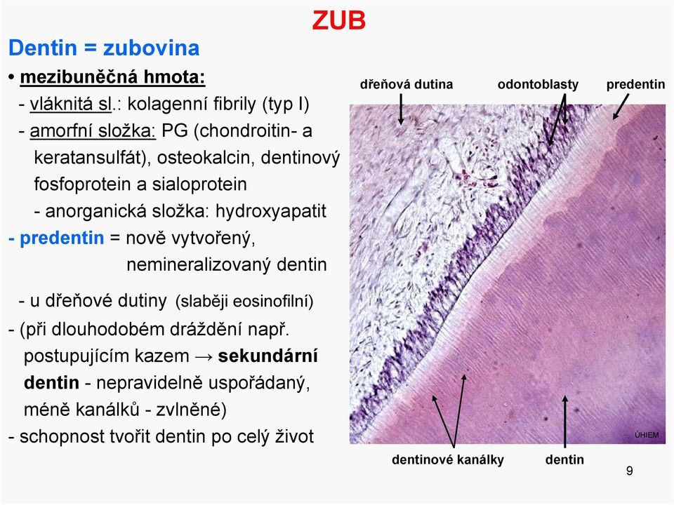 sialoprotein - anorganická složka: hydroxyapatit -pre= nově vytvořený, nemineralizovaný -u dřeňové dutiny (slaběji