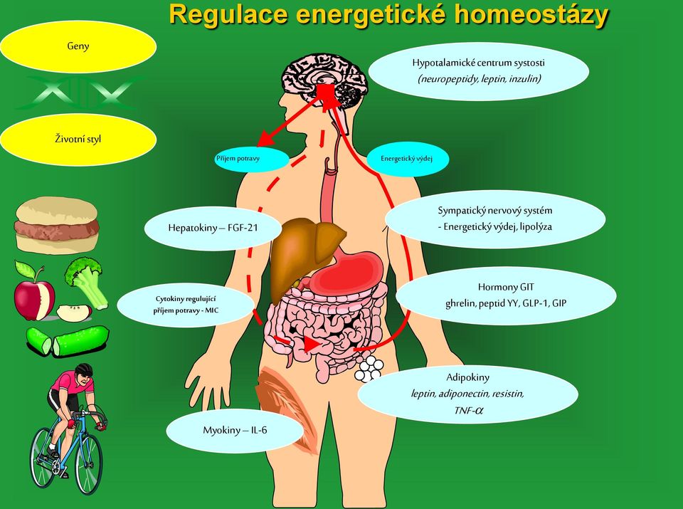 nervový systém - Energetický výdej, lipolýza Cytokiny regulující příjem potravy - MIC