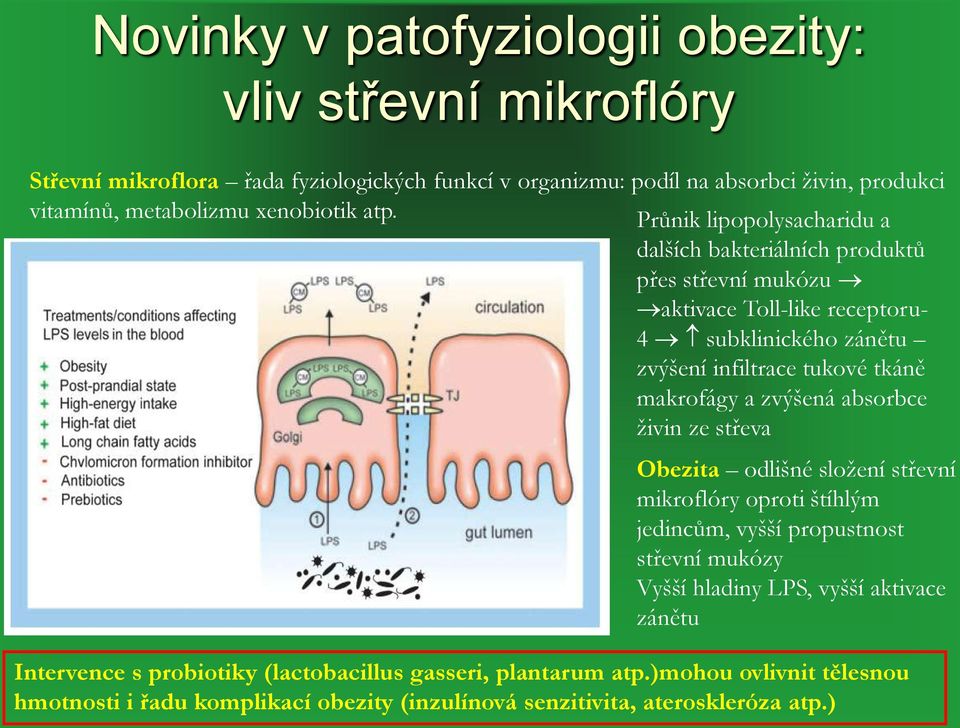 Průnik lipopolysacharidu a dalších bakteriálních produktů přes střevní mukózu aktivace Toll-like receptoru- 4 subklinického zánětu zvýšení infiltrace tukové tkáně makrofágy a