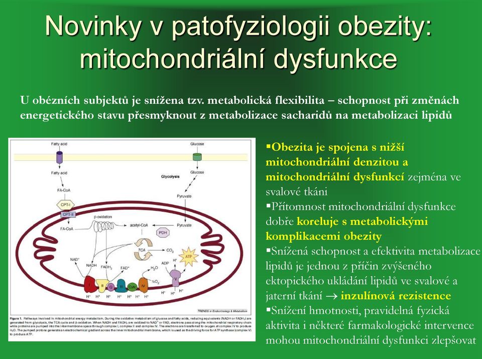 denzitou a mitochondriální dysfunkcí zejména ve svalové tkáni Přítomnost mitochondriální dysfunkce dobře koreluje s metabolickými komplikacemi obezity Snížená schopnost a