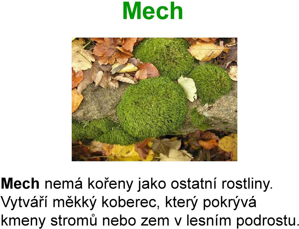 Vytváří měkký koberec, který