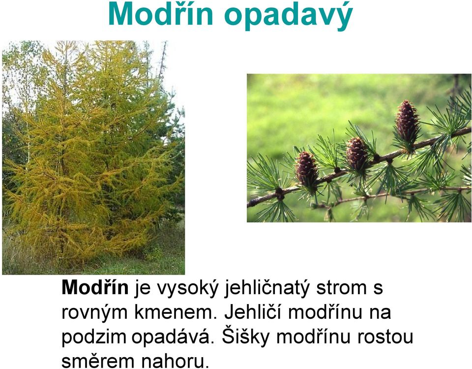 Jehličí modřínu na podzim opadává.