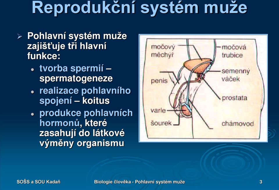 koitus produkce pohlavních hormonů, které zasahují do látkové