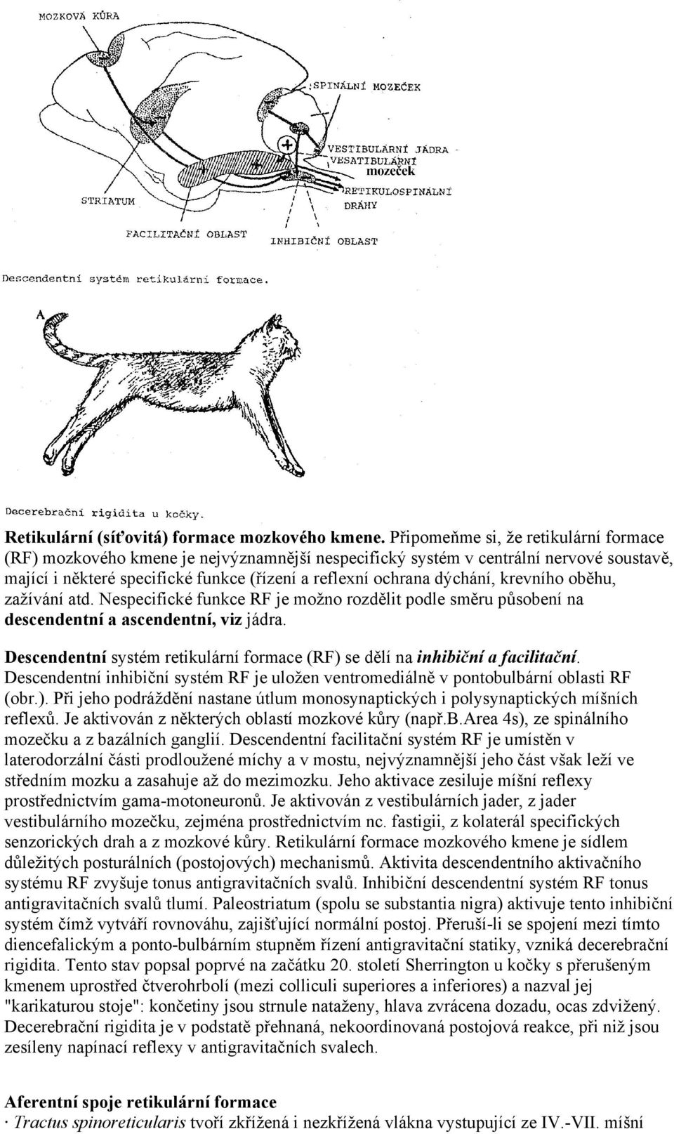 krevního oběhu, zažívání atd. Nespecifické funkce RF je možno rozdělit podle směru působení na descendentní a ascendentní, viz jádra.