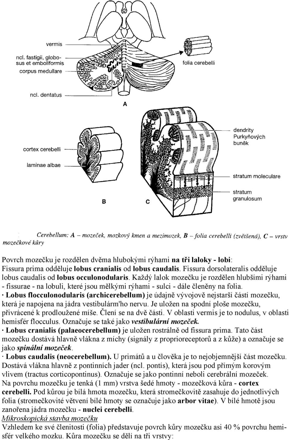 Každý lalok mozečku je rozdělen hlubšími rýhami - fissurae - na lobuli, které jsou mělkými rýhami - sulci - dále členěny na folia.