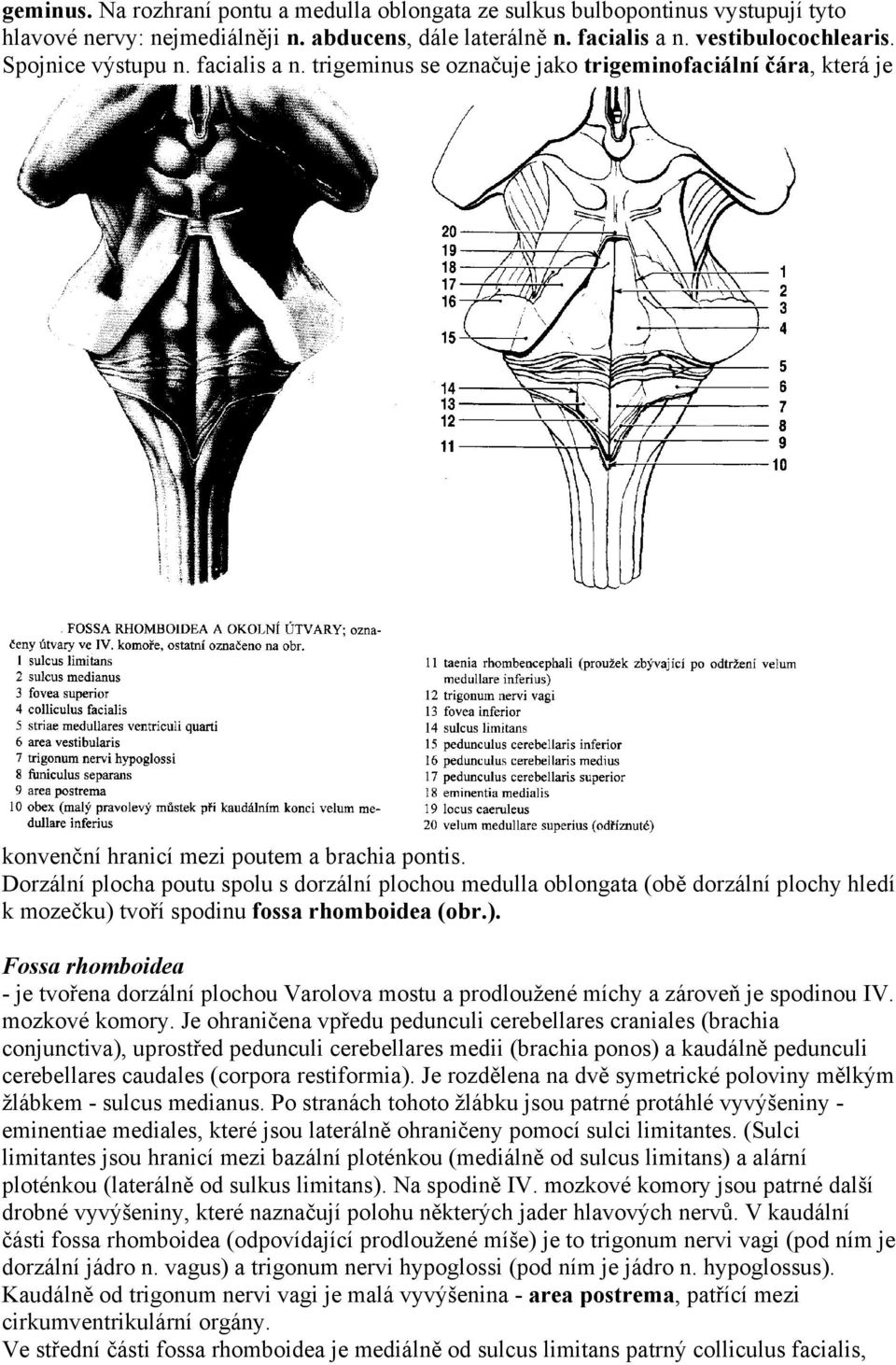 Dorzální plocha poutu spolu s dorzální plochou medulla oblongata (obě dorzální plochy hledí k mozečku) 