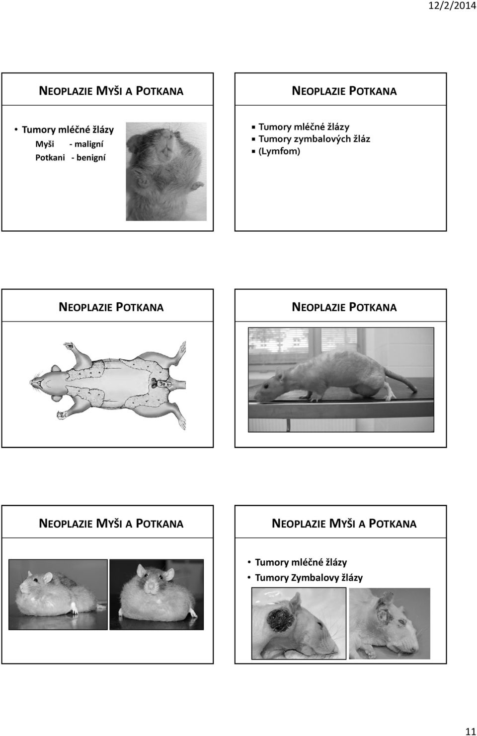 žláz (Lymfom) OPLAZIE POTKANA OPLAZIE POTKANA OPLAZIE MYŠI A