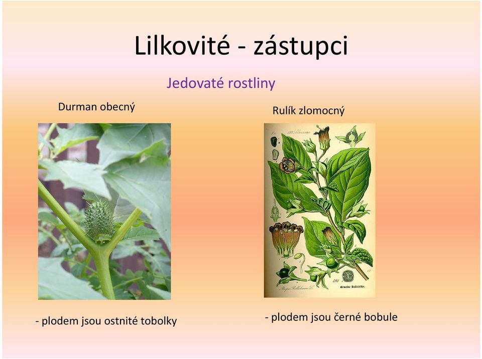 zlomocný - plodem jsou ostnité