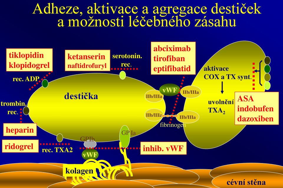 TXA2 ketanserin naftidrofuryl destička GPIb vwf kolagen serotonin. rec.