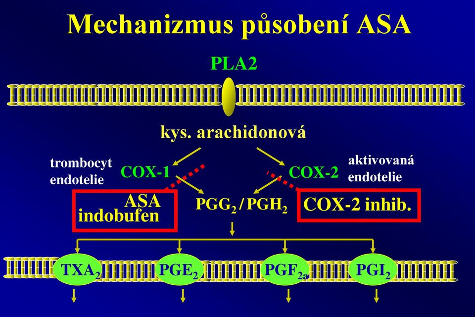 arachidonová PGG 2 / PGH 2 COX-2