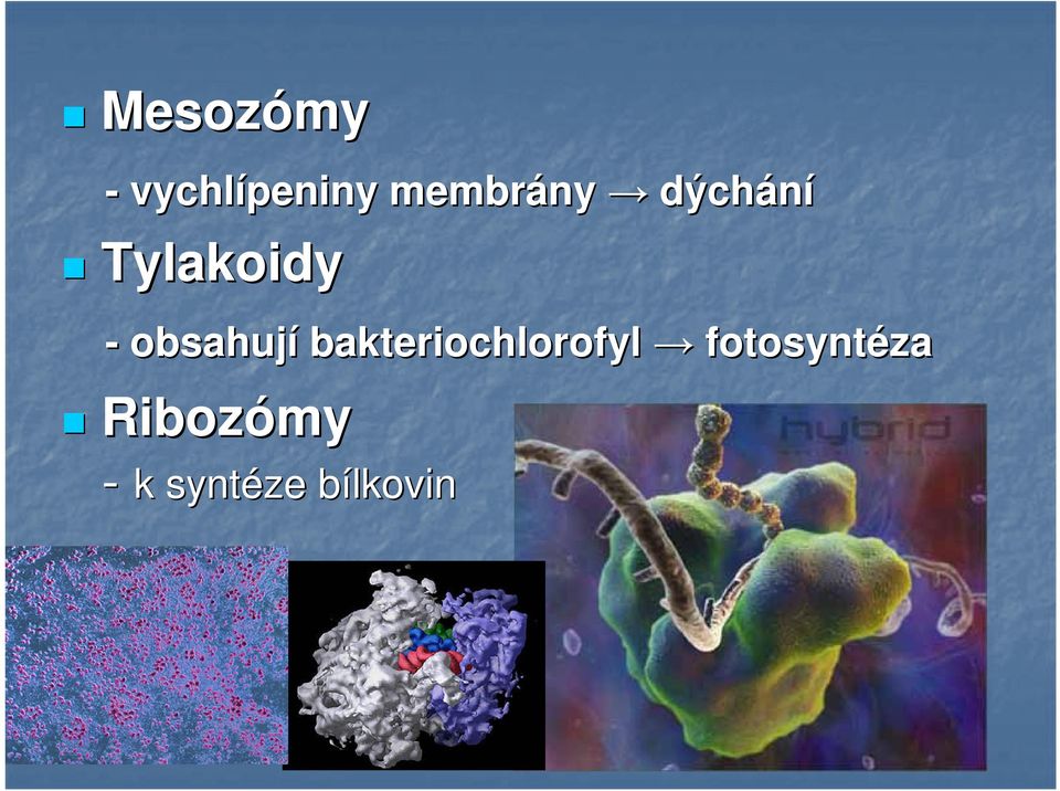 obsahují bakteriochlorofyl