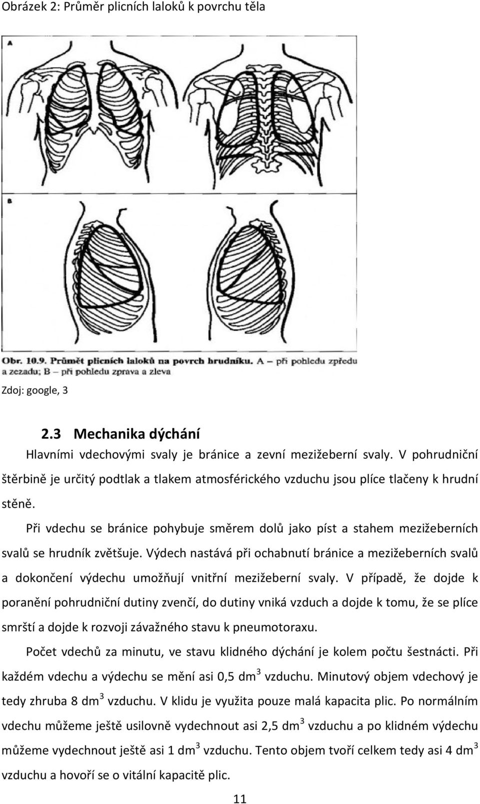 Při vdechu se bránice pohybuje směrem dolů jako píst a stahem mezižeberních svalů se hrudník zvětšuje.